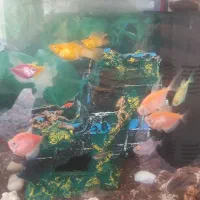 اکواریم با ماهی|ماهی|یزد, |دیوار