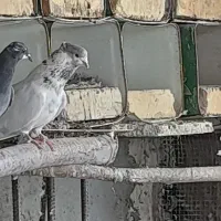 یه نر کله خالدار کاکولی کله پفکی قدیمی