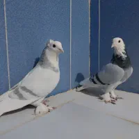 کبوتر|پرنده|زهک, |دیوار