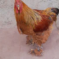 خروس پاپر برهما