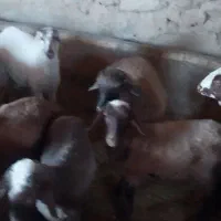 فروش ۱۲ راس بره ماده کردی درجه یک