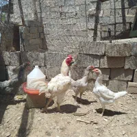 تخم مرغ لاری ، برهما ، گلین لری