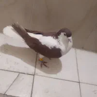 کفتر|پرنده|چناران, |دیوار