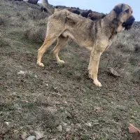 سگ عراقی|سگ|اردبیل, |دیوار