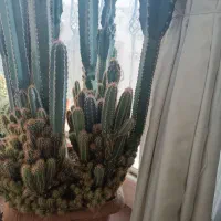 کاکتوس صخره ای بسیار زیبا|گل مصنوعی|کرج, عظیمیه|دیوار