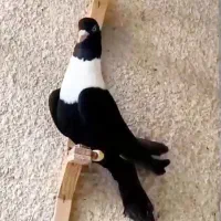 دو عدد ماده امروز حوالی میدان معلم تار شده