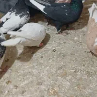 سینه وکفترقلدور