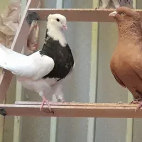 زردم سفید وطوق سیاه