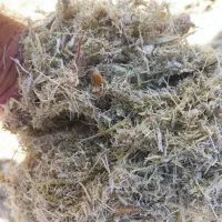 کاه نیشکر علوفه|لوازم جانبی حیوانات|سبزوار, قصبه غربی|دیوار