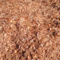فروش پیازچه زعفران