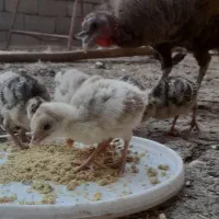 بقولمون با جوجه
