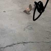 کبوتر سینه ای