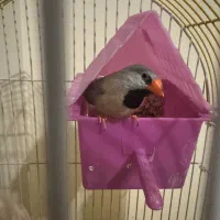 یک جفت فنچ نر و ماده کینگ و یک فنچ کراواتی