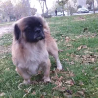 سگ پیکینیز گمشده