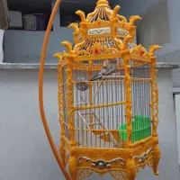 قفس و عروس هلندی