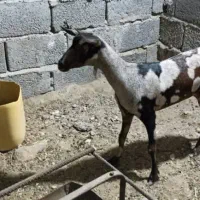 گیسه صلاله اصل|حیوانات مزرعه|بندرلنگه, |دیوار