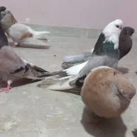 فروش ویژه تعدادی نوک قنار شجره دار