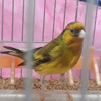 سهره قناری لرخان بدونه ایراد|پرنده|همدان, |دیوار