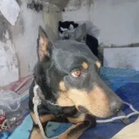 سگ رتوایلر ودوبرمن