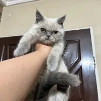 گربه هیمالین