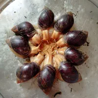 حلزون