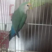 کوتوله نرماده|پرنده|تربتحیدریه, داروپخش|دیوار