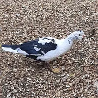 اردک اسرائیلی نر و ماده