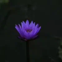 سیمکارت ۰۹۱۰