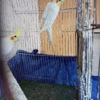 عروس پاریس نر|پرنده|اهواز, شهرک شهید عباس پور|دیوار