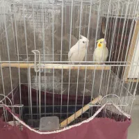 جوجه عروس هلندی با قفس|پرنده|محمدشهر, سیدآباد|دیوار