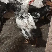 جوجه خروس|حیوانات مزرعه|سنگر, |دیوار