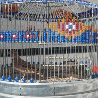 سهره خاکی|پرنده|کبودرآهنگ, |دیوار