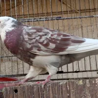 کفتره کفتر بازی زحمت کشیده خال و پرش...|پرنده|ساوه, |دیوار