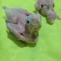 جوجه عروس هلندی