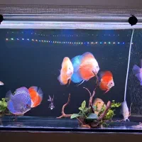 دیسکس اور سایز مولد