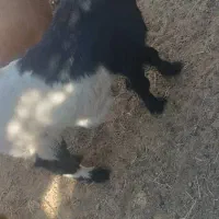 تروشت یا نربز|حیوانات مزرعه|سراوان, |دیوار