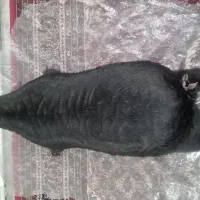 هیزه|خوردنی و آشامیدنی|شاهیوند, |دیوار