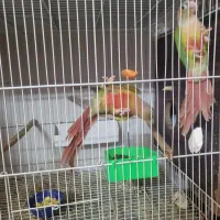 ۳ جفت گرینچیک مولد و کارداده  به شرط