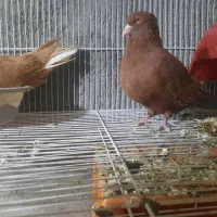 جفت زرد سرخ دم سفید روی جوجه|پرنده|گلبهار, نوبهار|دیوار