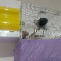 طوطی برزیلی