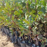 نهال پسته گلدانی