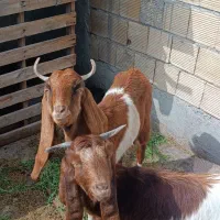 بز  فروشی|حیوانات مزرعه|بندر ماهشهر, |دیوار