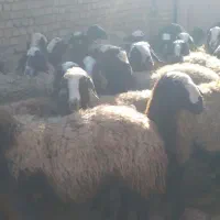 نژاد شال|حیوانات مزرعه|شیراز, شاهچراغ|دیوار