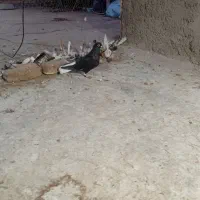 کفتر دم سفید عتیقه