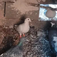 کفتر سار فروشی