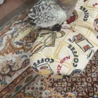 یک عدد عروس هلندی مرواریدی نر|پرنده|اردبیل, |دیوار