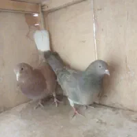 کفترپرشی|پرنده|تهران, یاخجی آباد|دیوار