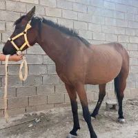 اسب آبستن 11ماهه بدون مشکل تضمین