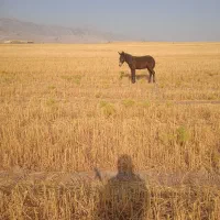 مادیان و قاطر|اسب و تجهیزات اسبسواری|آبدانان, |دیوار