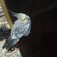 عروس هلندی سخنگو